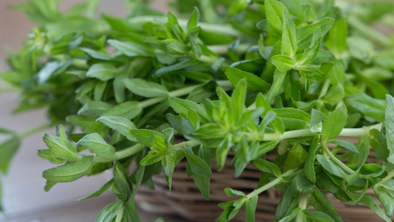 Rau om trị bệnh gì? Bài thuốc Đông y và lưu ý khi dùng rau om 1