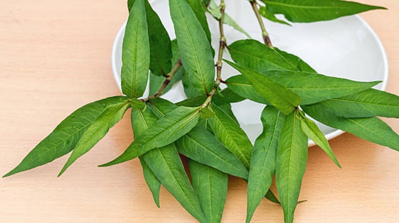 Rau răm kỵ với gì? Những lưu ý cần biết khi ăn rau răm 3