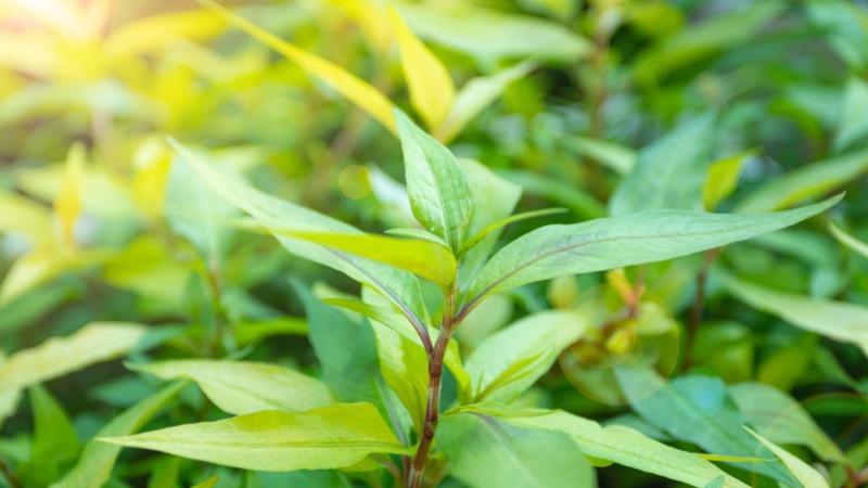 Rau răm se khít lỗ chân lông - Tin được không? 2