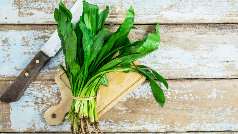 Rau răng cưa có tác dụng gì đối với sức khỏe? 1