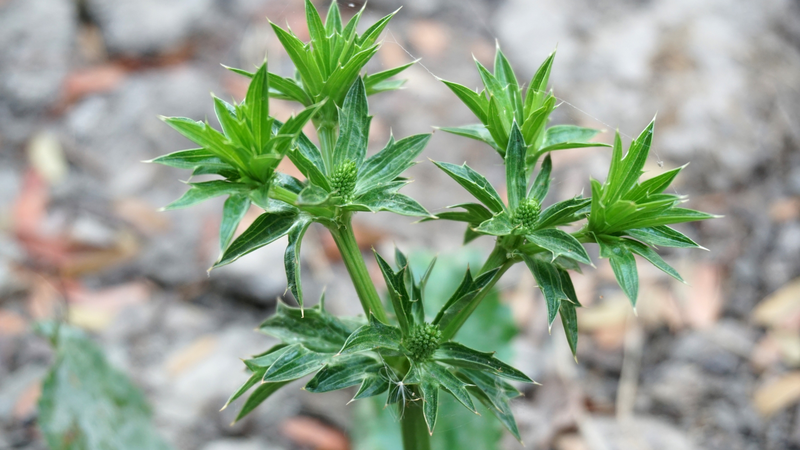 Rau răng cưa có tác dụng gì đối với sức khỏe? 3