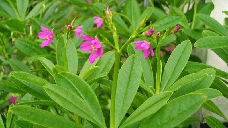 Rau sâm đất ăn có tác dụng gì? Lưu ý gì khi dùng? 1