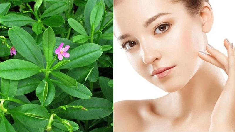 Rau sâm đất ăn có tác dụng gì? Lưu ý gì khi dùng? 3