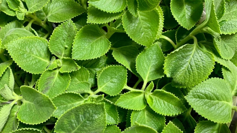 Rau tần dày lá có công dụng gì? Những lưu ý khi sử dụng 1