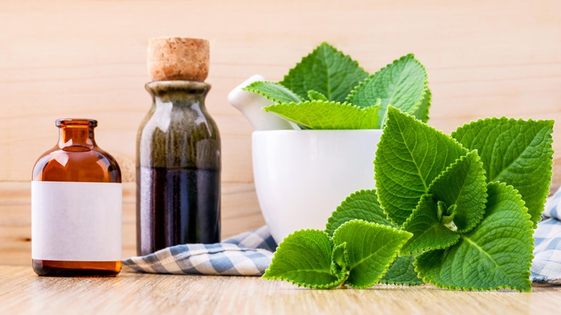 Rau tần dày lá có công dụng gì? Những lưu ý khi sử dụng 2