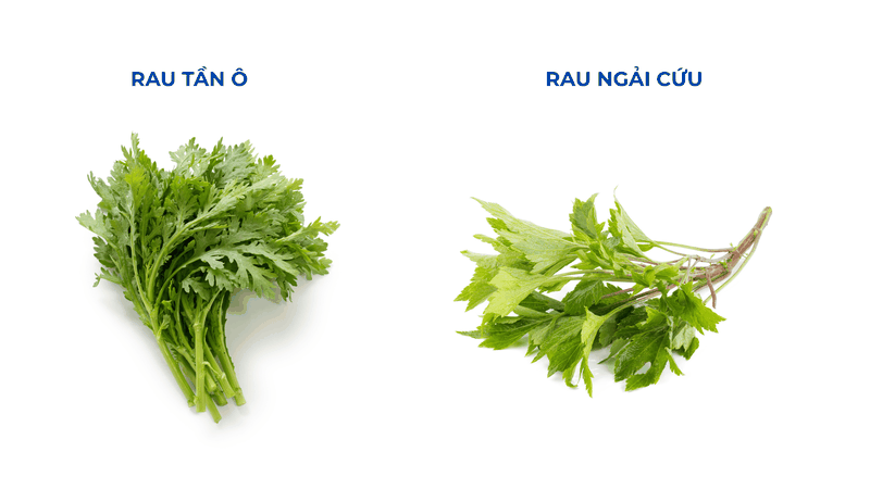 Rau tần ô có phải là rau ngải cứu không? Câu trả lời là “không”