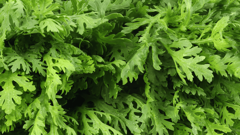 Rau tần ô, hay còn gọi là rau cải cúc