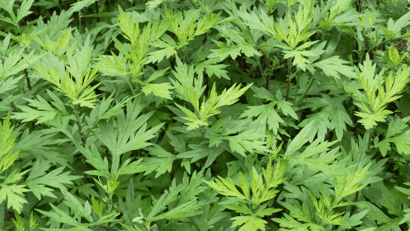 Rau ngải cứu khác hoàn toàn so với rau tần ô