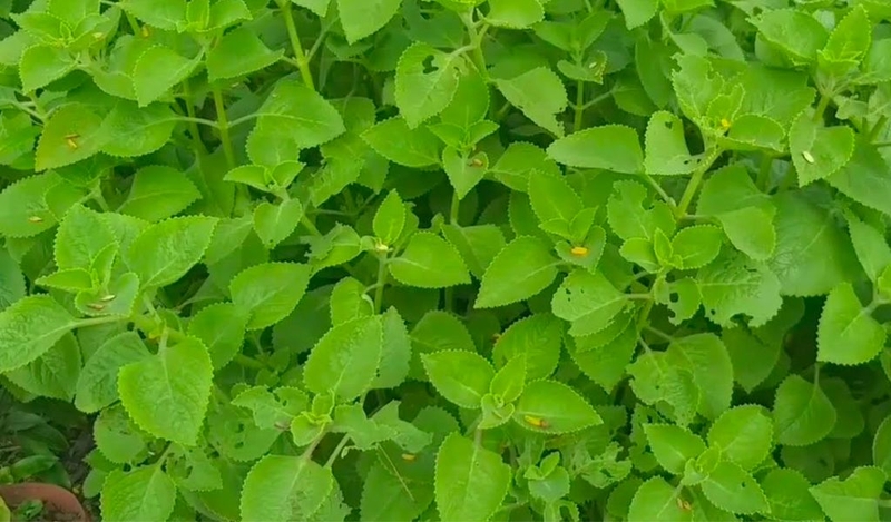 Rau tần trị ho có tốt không? Công dụng và cách sử dụng 3