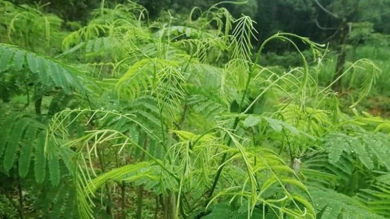 Rau thối rừng Tây Bắc là rau gì? 1