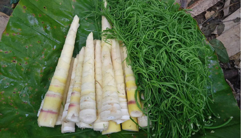 Rau thối rừng Tây Bắc là rau gì? 2