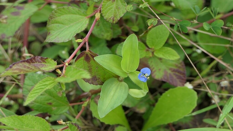 Rau trai ăn được không? Công dụng là gì? 2