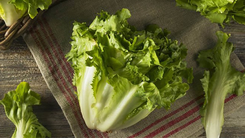 Rau xà lách escarole là gì? Những lợi ích của rau xà lách 1