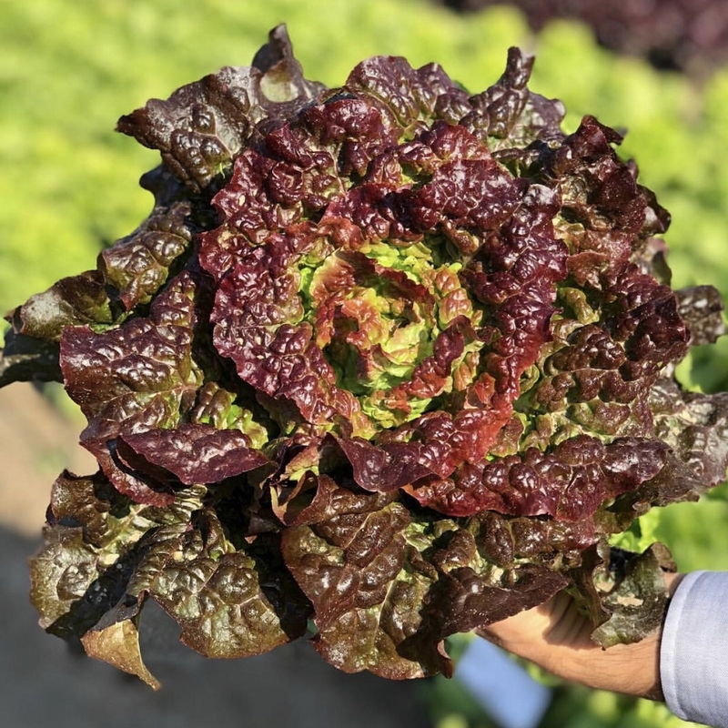 Rau xà lách tím có tác dụng gì cho sức khỏe con người 1