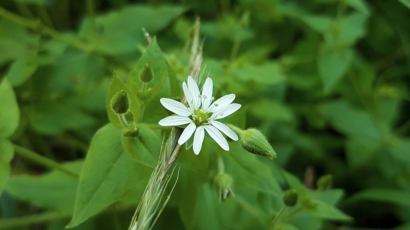 Rau xương cá và những lợi ích tuyệt vời cho sức khỏe 2