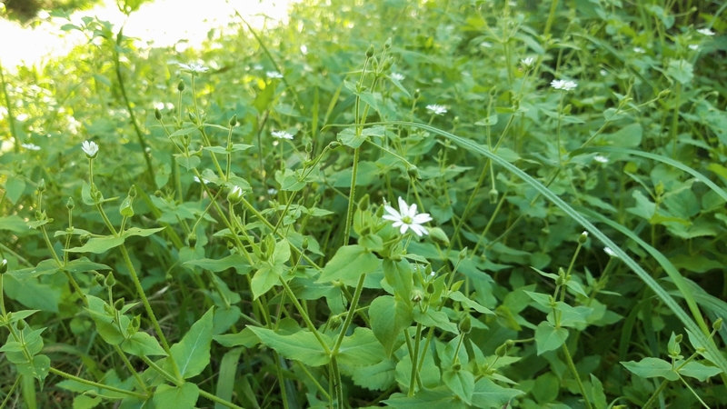 Rau xương cá và những lợi ích tuyệt vời cho sức khỏe 3