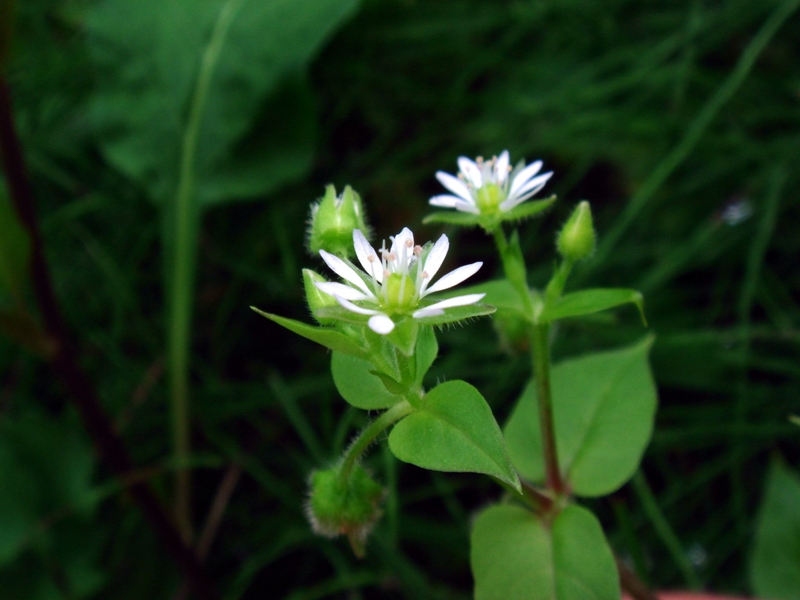 Rau xương cá và những lợi ích tuyệt vời cho sức khỏe 4