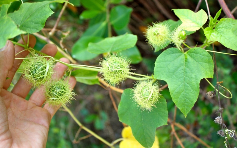 Rễ cây lạc tiên có tác dụng gì đối với sức khỏe con người? 1