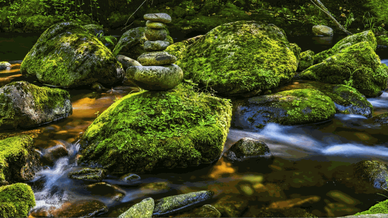 Rêu đá là gì? Giá trị dinh dưỡng và lưu ý khi sử dụng 1