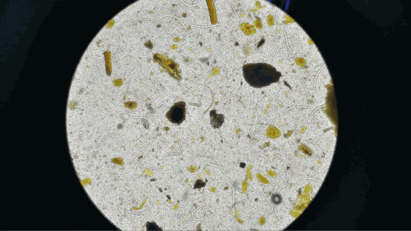 Rêu đá là gì? Giá trị dinh dưỡng và lưu ý khi sử dụng 4