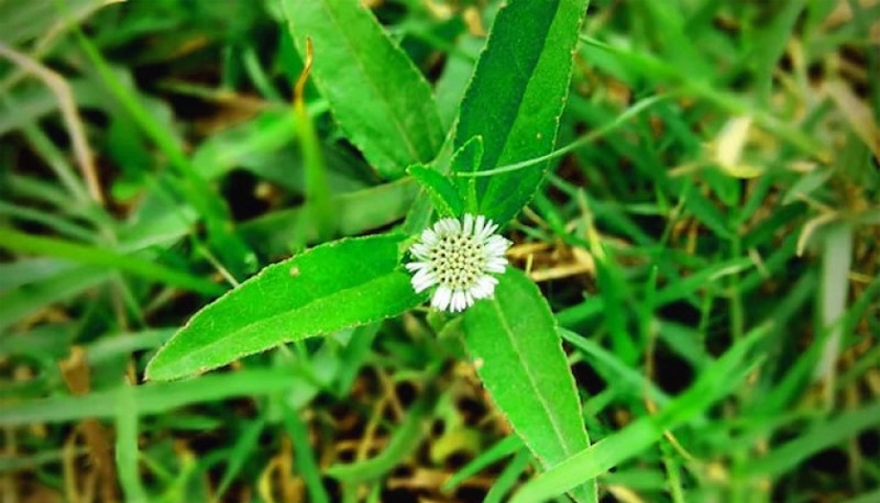 Rơ lưỡi cho trẻ sơ sinh bằng cỏ mực: Cẩn thận trẻ bị viêm nhiễm