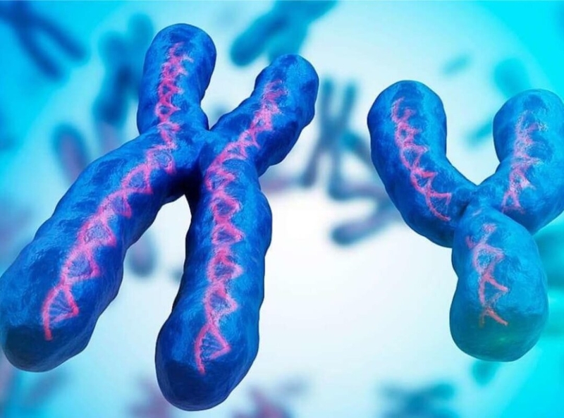 Trong nhân của mỗi tế bào, phân tử ADN được đóng gói thành các cấu trúc giống như sợi được gọi là nhiễm sắc thể