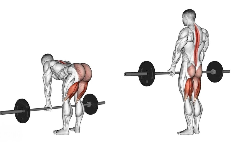 romanian-deadlift-la-gi-va-loi-ich-nhu-the-nao-doi-voi-suc-khoe 4.jpg