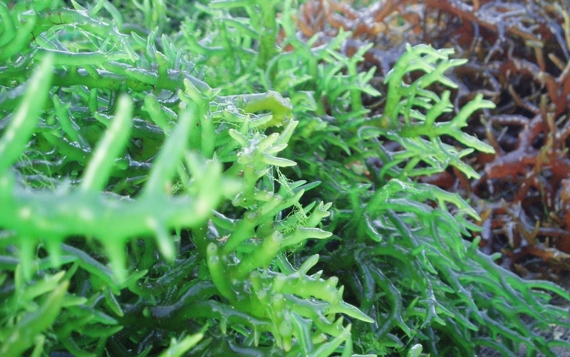 Rong biển và tảo biển có giống nhau? Tác dụng của rong biển và tảo biển? 2