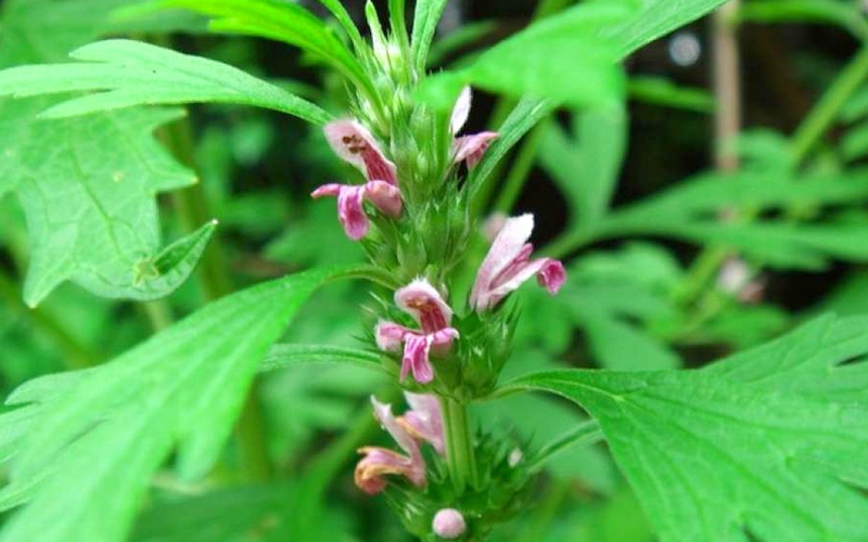 Các hoạt chất của cây ích mẫu có tác dụng lên tử cung, tim mạch, huyết áp, hệ thần kinh