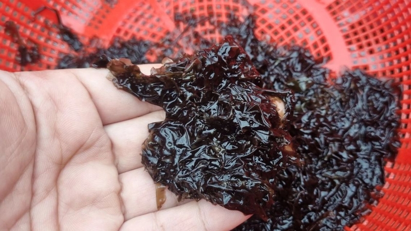 Rong mứt: Thành phần dinh dưỡng và lợi ích sức khỏe ít người biết 2