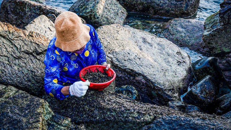 Rong mứt: Thành phần dinh dưỡng và lợi ích sức khỏe ít người biết 1