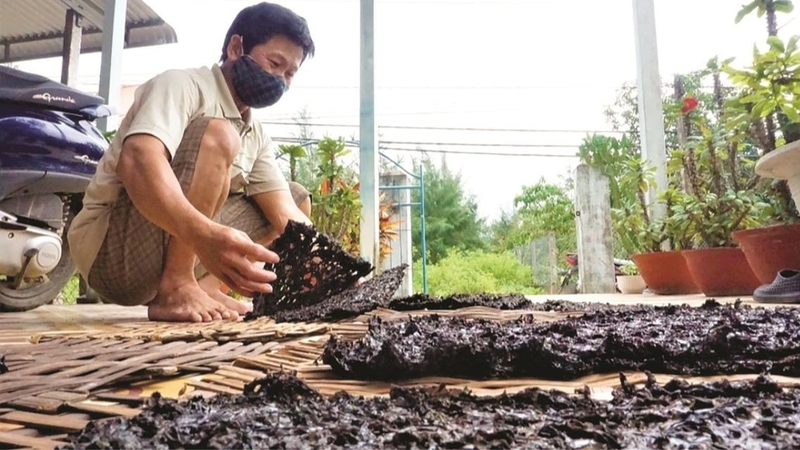 Rong mứt: Thành phần dinh dưỡng và lợi ích sức khỏe ít người biết 5