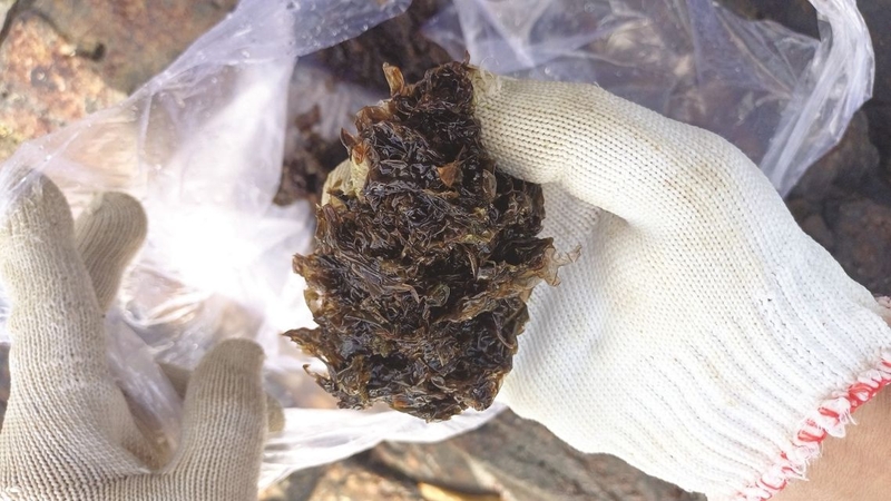 Rong mứt: Thành phần dinh dưỡng và lợi ích sức khỏe ít người biết 3