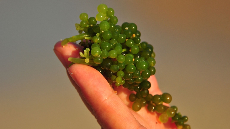 Rong nho: Tác dụng đối với sức khỏe và những lưu ý cần biết 2