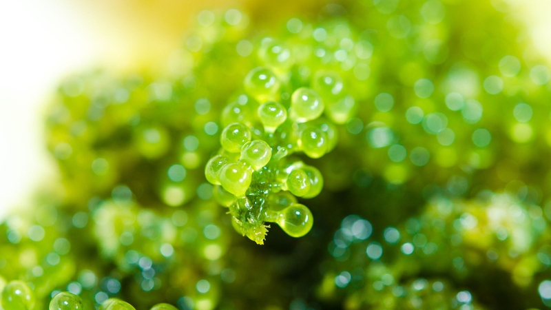 Rong nho: Tác dụng đối với sức khỏe và những lưu ý cần biết 4