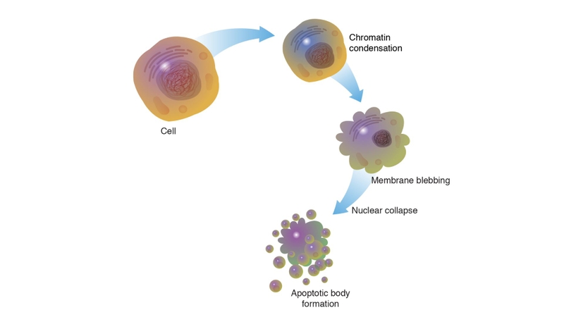Roniciclib là gì? Tác dụng và tiềm năng điều trị ung thư của loại thuốc nàyRoniciclib là một loại thuốc đang được nghiên cứu với mục tiêu điều trị ung thư bằng cách ức chế các cyclin-dependent kinase (CDKs), một nhóm enzyme quan trọng điều chỉnh chu kỳ tế bào. Với khả năng can thiệp vào quá trình phân chia tế bào, Roniciclib có tiềm năng ngăn chặn sự phát triển và nhân lên của tế bào ung thư, từ đó góp phần kiểm soát tiến triển bệnh lý. 7