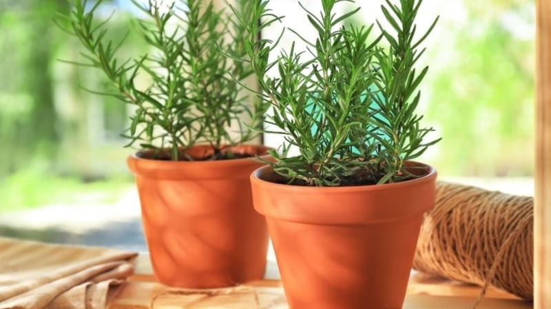 Lá hương thảo được chứng minh là có thể hỗ trợ cải thiện tình trạng viêm