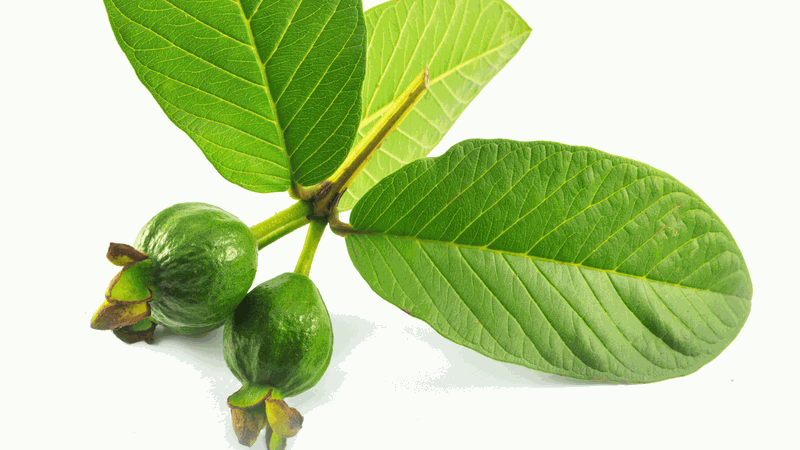 Rửa mặt bằng lá ổi có tốt không? Những tác dụng của lá ổi với làn da 1