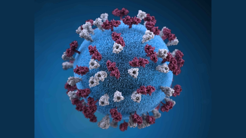 Rubella có phải là bệnh sởi không? Cách phòng bệnh Rubella hiệu quả 2