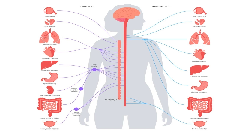 Run do rối loạn thần kinh thực vật là gì? 2