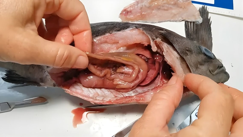Không nên ăn ruột cá để đảm bảo an toàn cho sức khỏe
