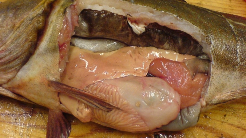 Cần theo dõi kỹ sức khỏe sau khi ăn ruột cá