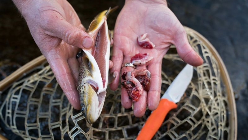 Một số loại ruột cá vẫn tiềm ẩn nguy hiểm sau khi nấu chín kỹ