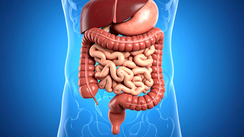 Ruột già nằm trong khoang bụng, chủ yếu ở vùng bụng dưới và khung chậu