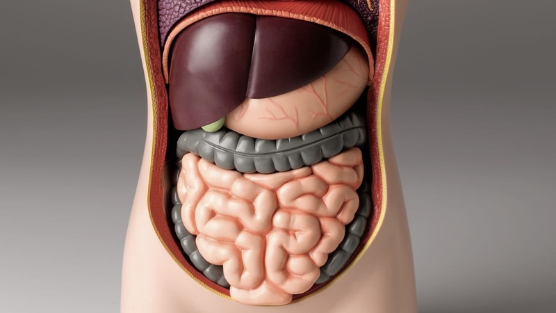 Ruột người dài bao nhiêu? Cấu tạo và chức năng của ruột 2