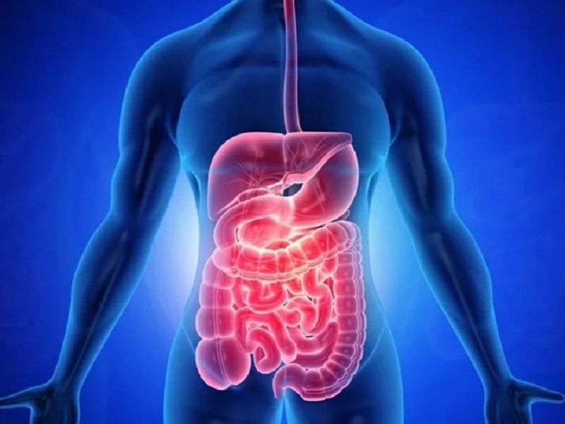 Ruột non người dài bao nhiêu mét? Chức năng của ruột non 1