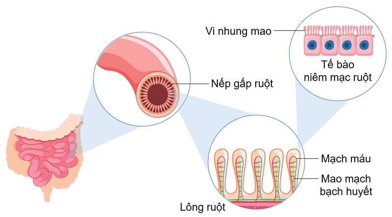 Ruột non người dài bao nhiêu mét? Chức năng của ruột non 2