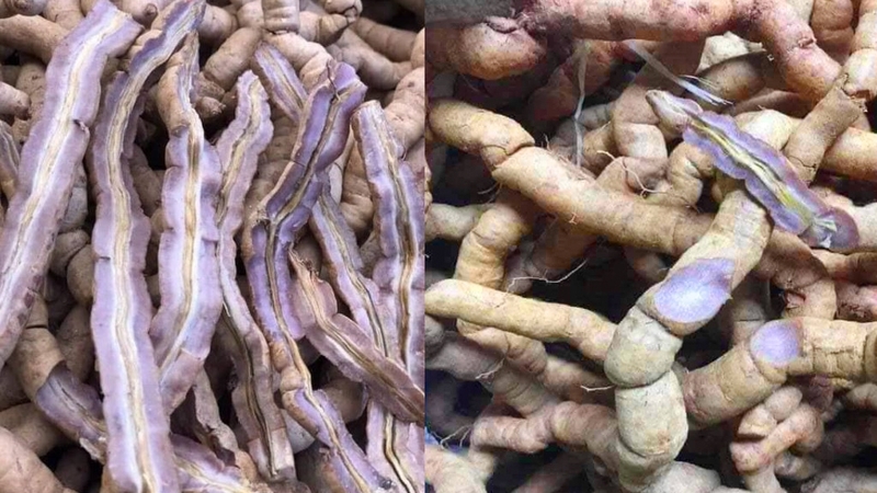 Ba kích tím có hàm lượng hoạt chất nhiều hơn ba kích trắng