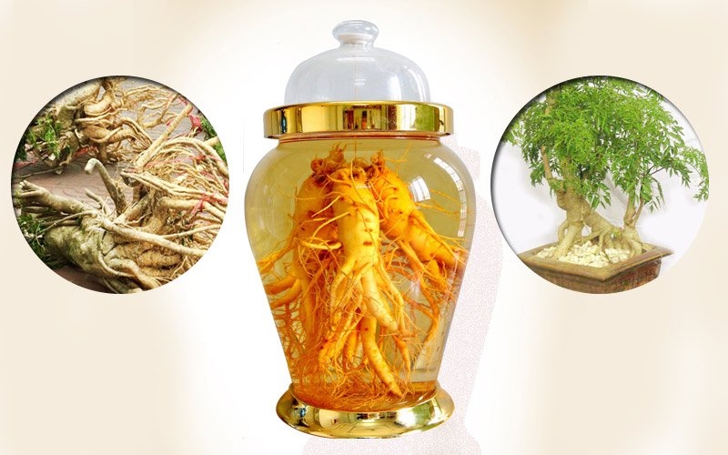 Rượu đinh lăng có tác dụng gì? Cách ngâm rượu đinh lăng 3