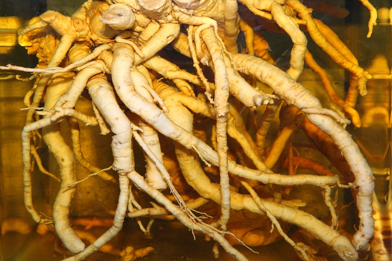 Rượu đinh lăng có tác dụng gì đối với sức khỏe 1